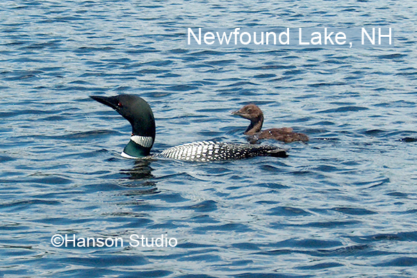 Loon and Chick - with "Newfound Lake, NH"